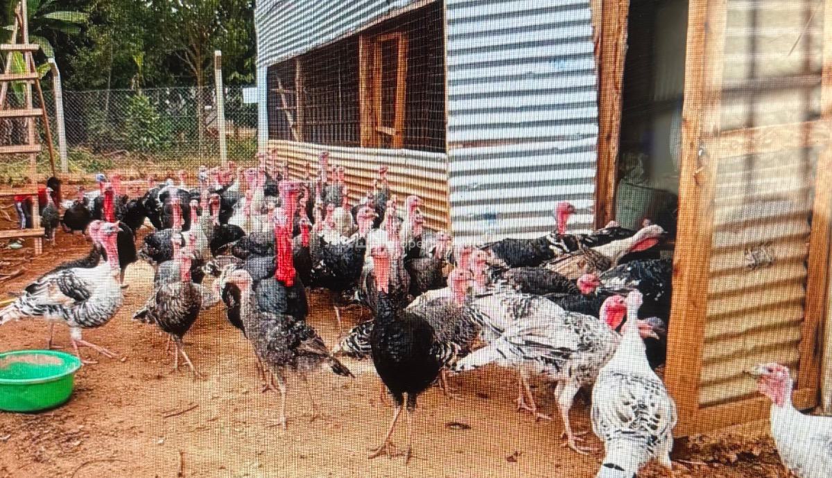 Productive Commercial Farm on 1,188,800sqm of Uncontaminated Land, Dobi Area, Gwagwalada, Abuja, Commercial Property for Sale
