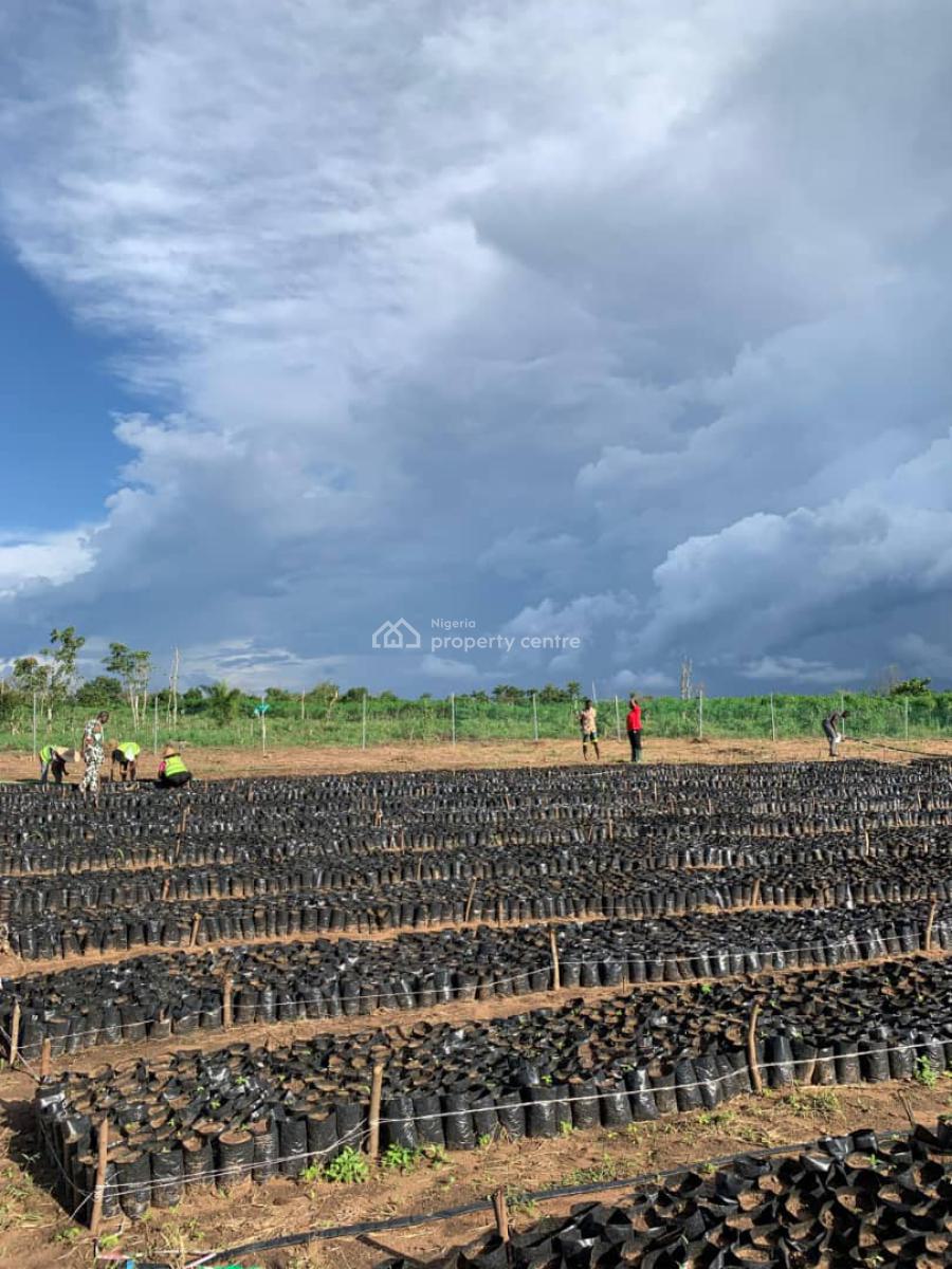 One Acre of Palm Oil Plantation, Iseyin-okeogun Road, Iseyin-okeogun, Iseyin, Oyo, Land for Sale