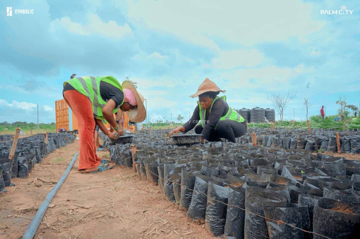 One Acre of Palm Oil Plantation, Iseyin-okeogun Road, Iseyin-okeogun, Iseyin, Oyo, Land for Sale