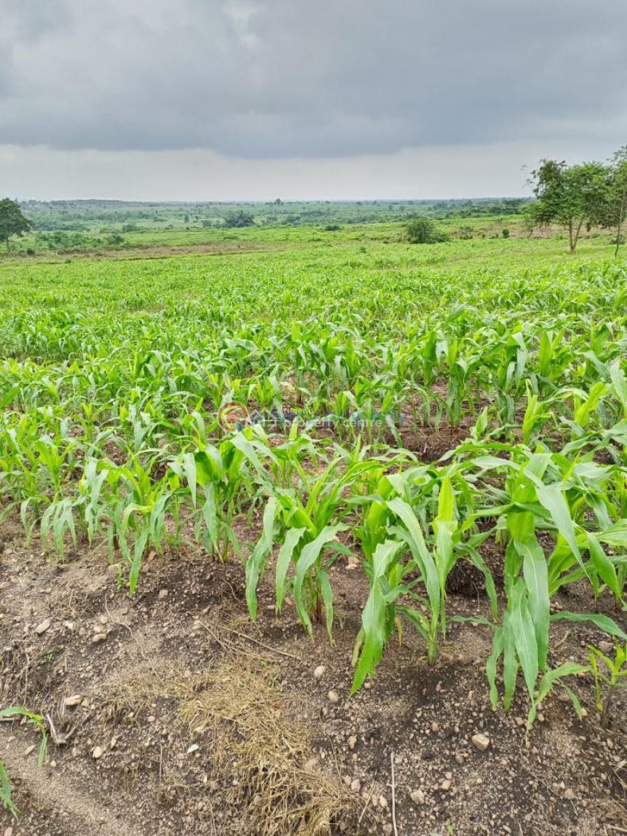 Farm Land, Near Segun Odegbami Football Academy,wasinmi Farm District, Abeokuta North, Ogun, Mixed-use Land for Sale