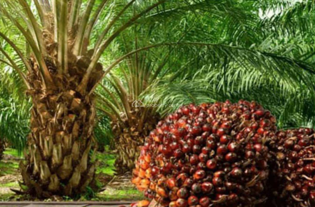Oil Palm Plantation, Oil Palm Plantation Farm Is Located in Obafemi Owode Ogun State, Obafemi Owode, Ogun, Industrial Land for Sale