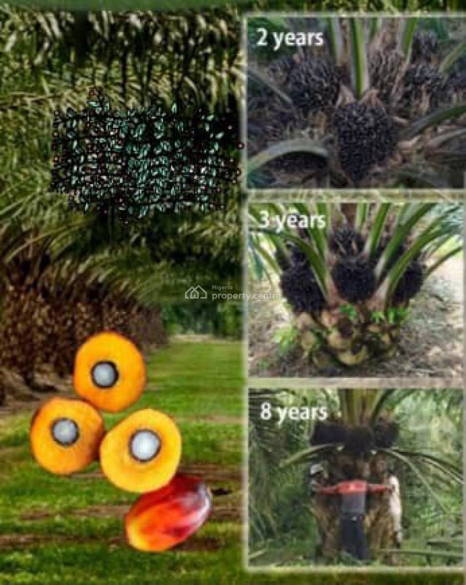 Oil Palm Plantation, Oil Palm Plantation Farm Is Located in Obafemi Owode Ogun State, Obafemi Owode, Ogun, Industrial Land for Sale