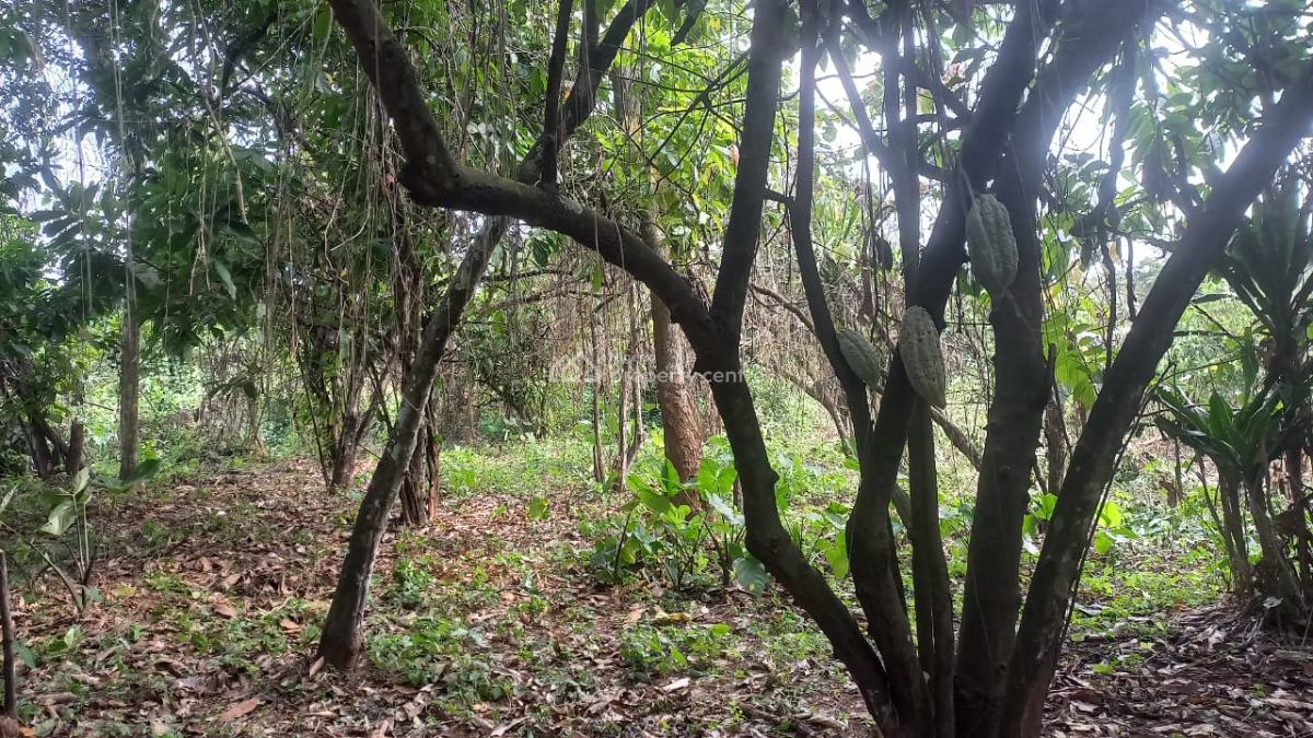 Cheapest Cocoa Farm, Cocoa Farm Land Located Along Old Abeokuta Road Ogun State, Obafemi Owode, Ogun, Industrial Land for Sale