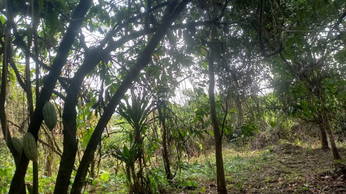Cheapest Cocoa Farm, Cocoa Farm Land Located Along Old Abeokuta Road Ogun State, Obafemi Owode, Ogun, Industrial Land for Sale