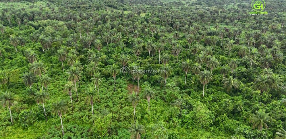 Govt Approved Palm Oil Plantation with C of O Title, Wealth Creation Estate, Yewa North, Ogun, Commercial Land for Sale