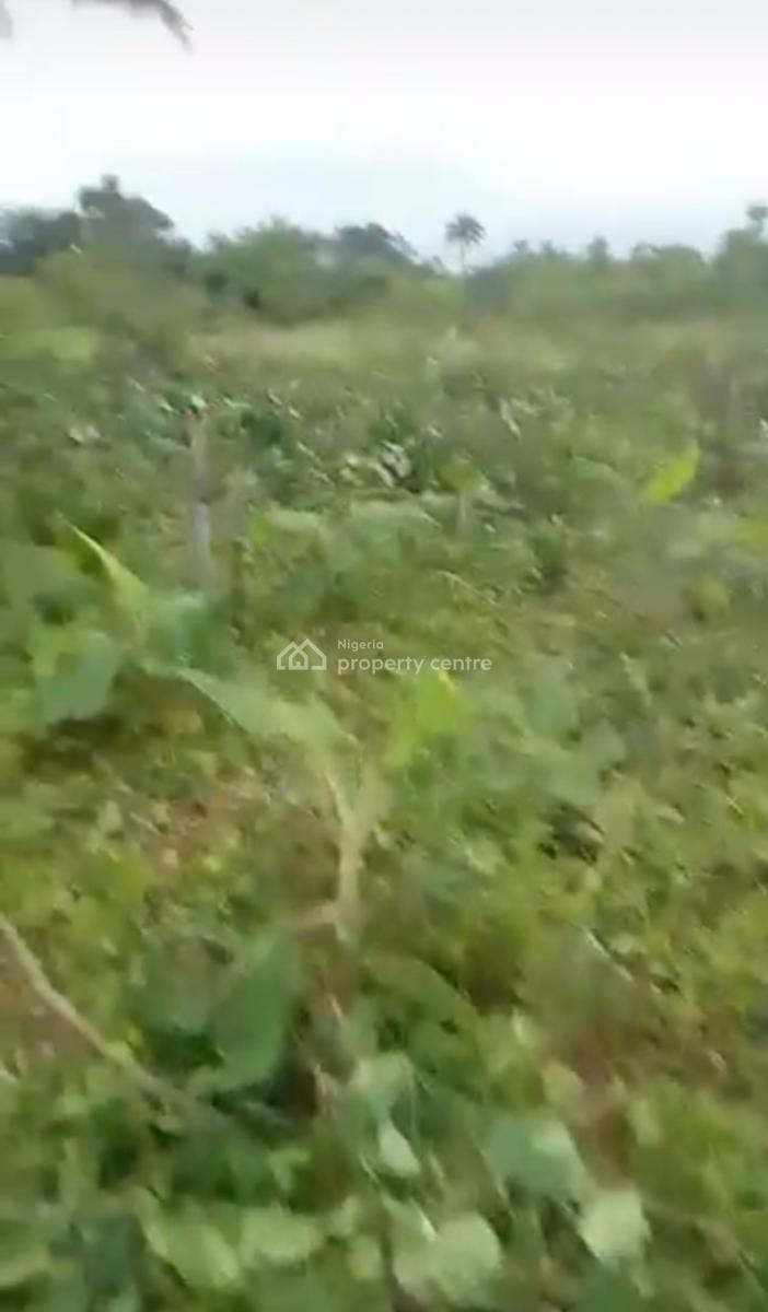 Govt Approved Palm Oil Plantation with C of O Title, Wealth Creation Estate, Yewa North, Ogun, Commercial Land for Sale
