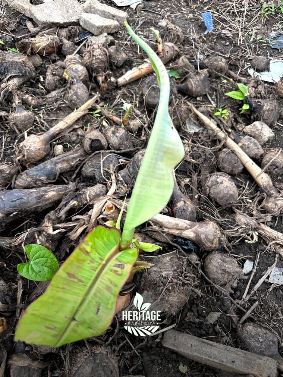 Earn From Plantain Plantation per Annum, Off Funaab, Alabata Road, Odeda, Ogun, Mixed-use Land for Sale