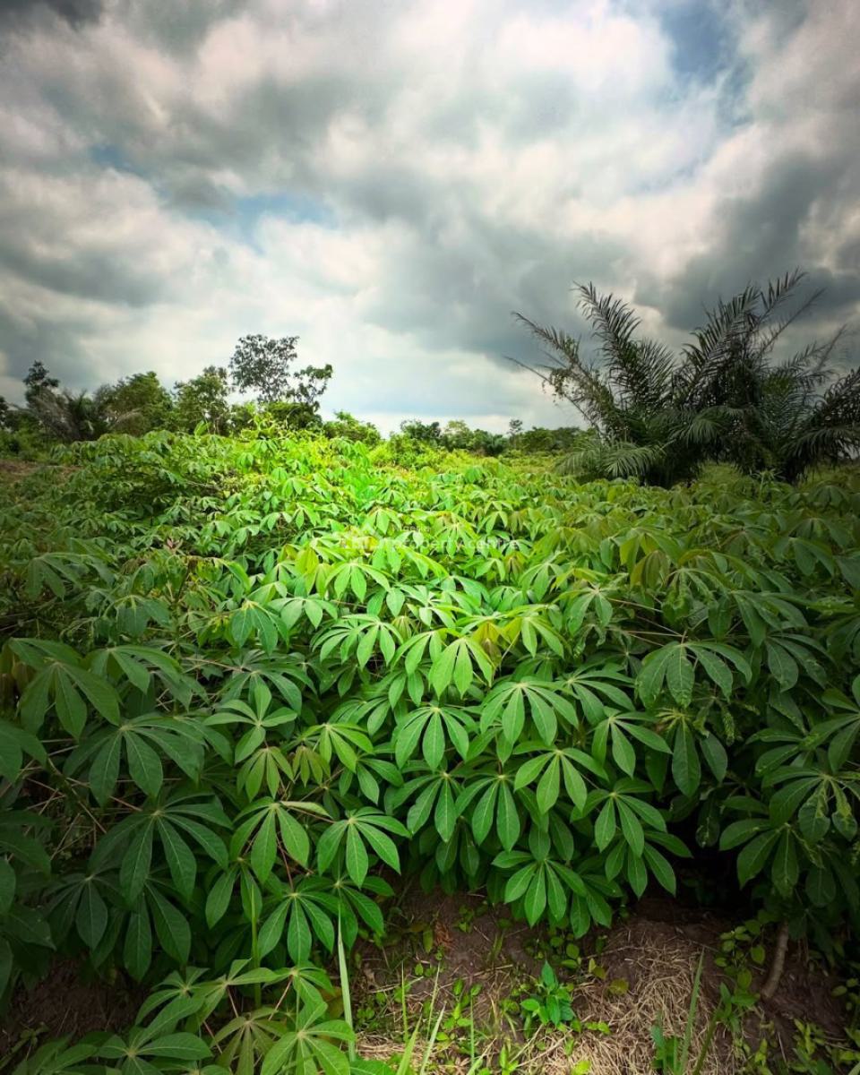 Earn From Cassava Plantation per Annum, Off Funaab, Alabata Road, Odeda, Ogun, Mixed-use Land for Sale