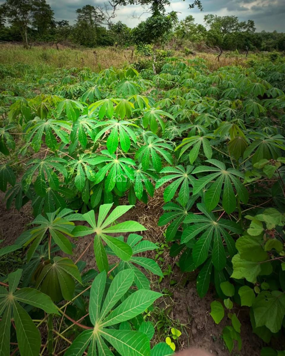 Make Money Annually From Cassava Farming, Off Funaab, Alabata Road, Odeda, Ogun, Mixed-use Land for Sale