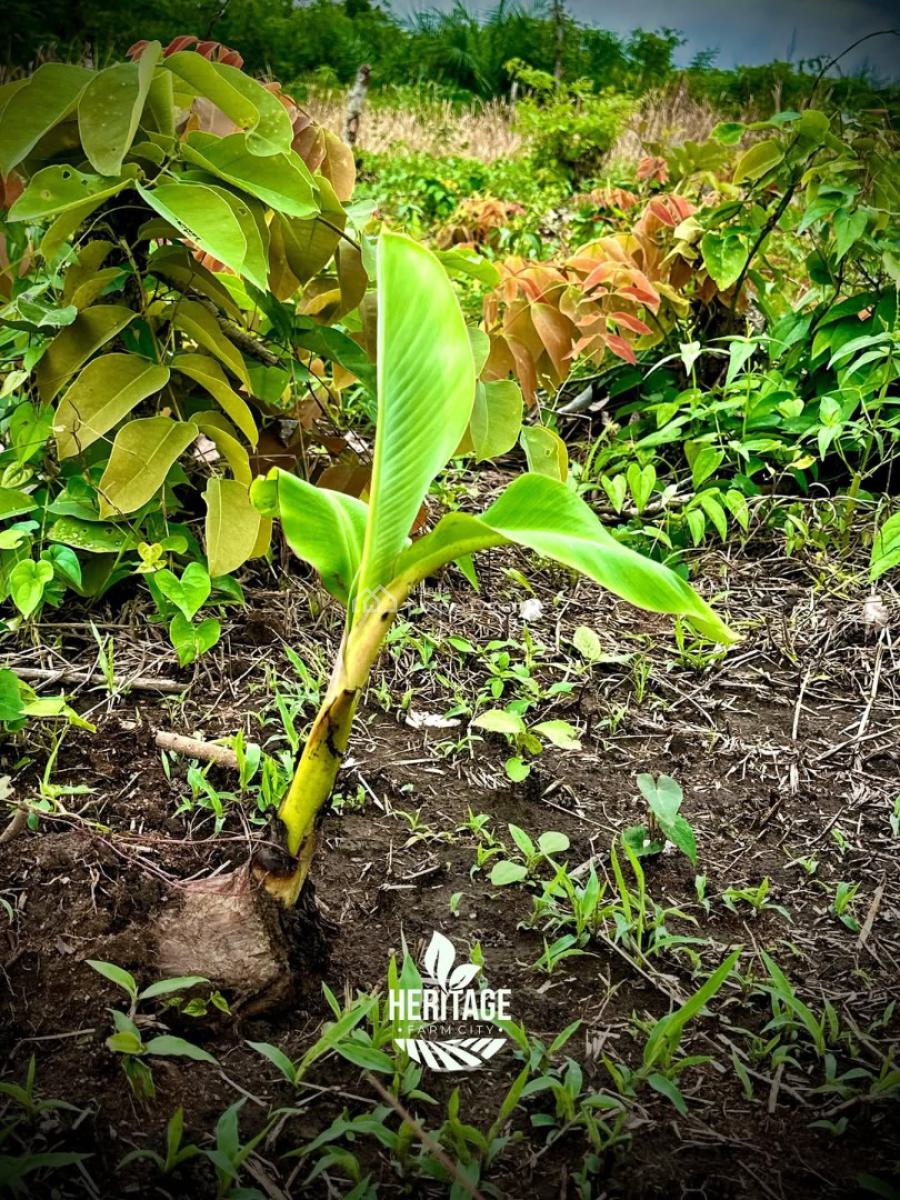 Own Affordable, Fertile Farmland Ideal for Plantain Farming, Off Funaab, Alabata Road, Odeda, Ogun, Mixed-use Land for Sale