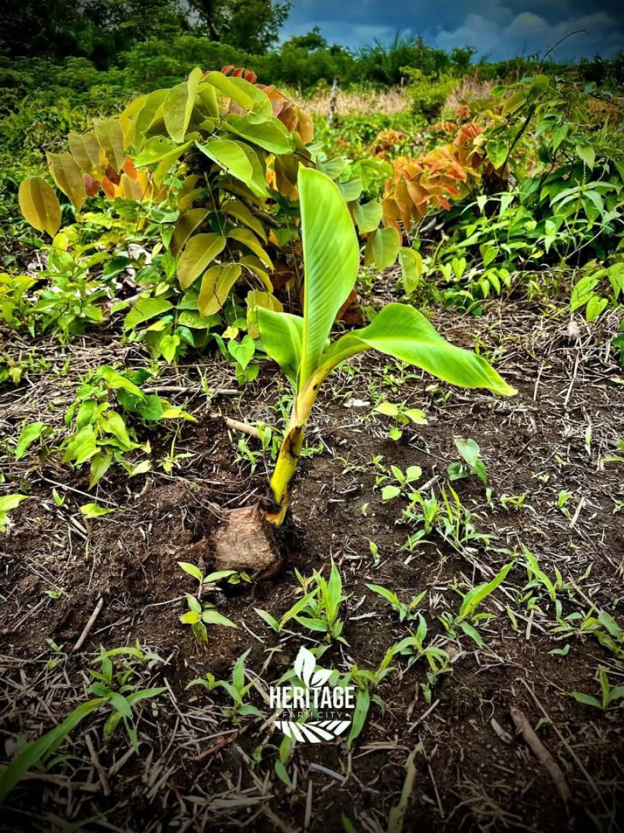 Get Your Own Farmland and Start Cultivating Plantain, Off Funaab, Alabata Road, Odeda, Ogun, Mixed-use Land for Sale