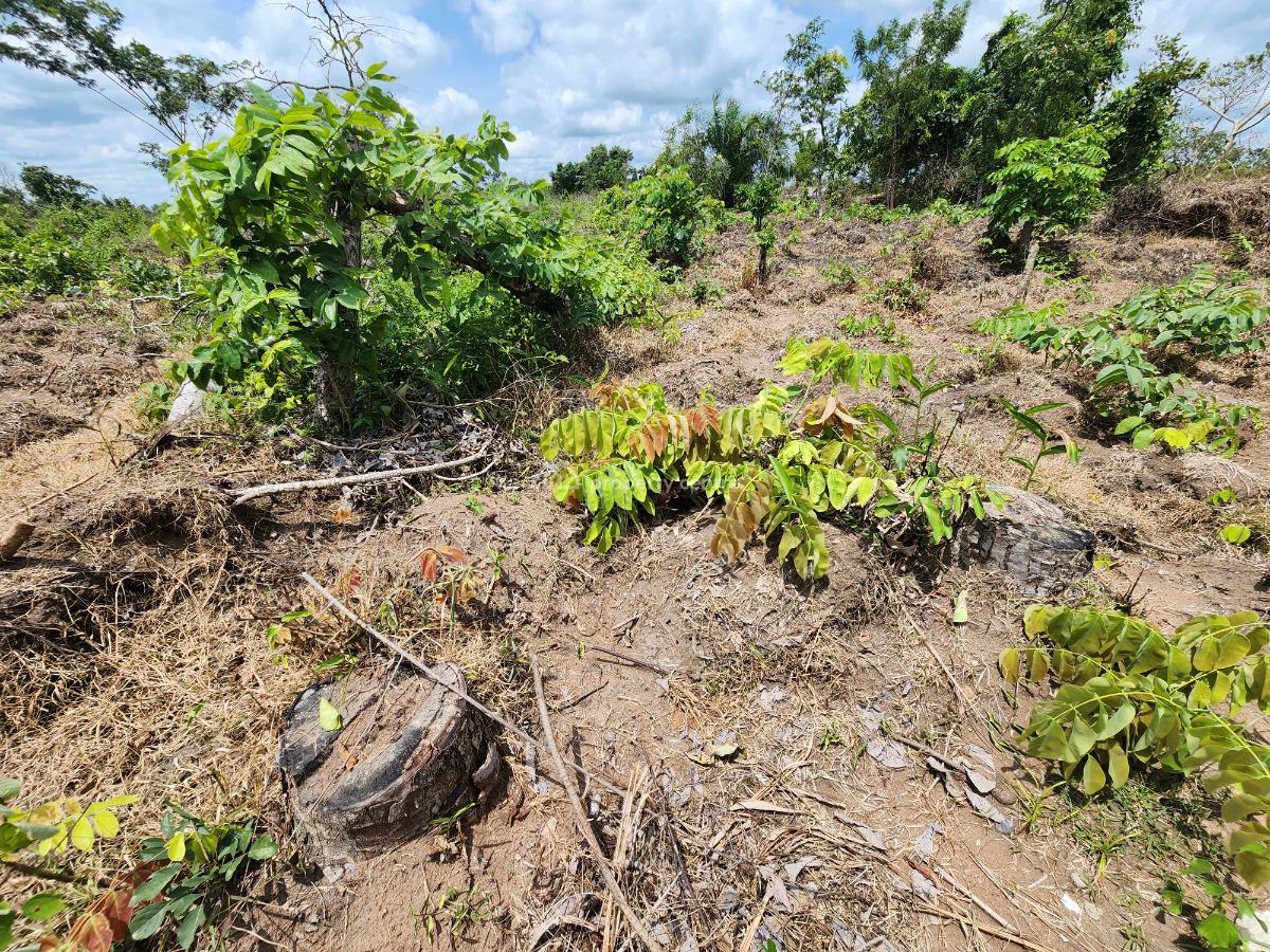 Get Your Own Farm Plot and Start Cultivating Cocoa, Off Funaab, Alabata Road, Odeda, Ogun, Mixed-use Land for Sale