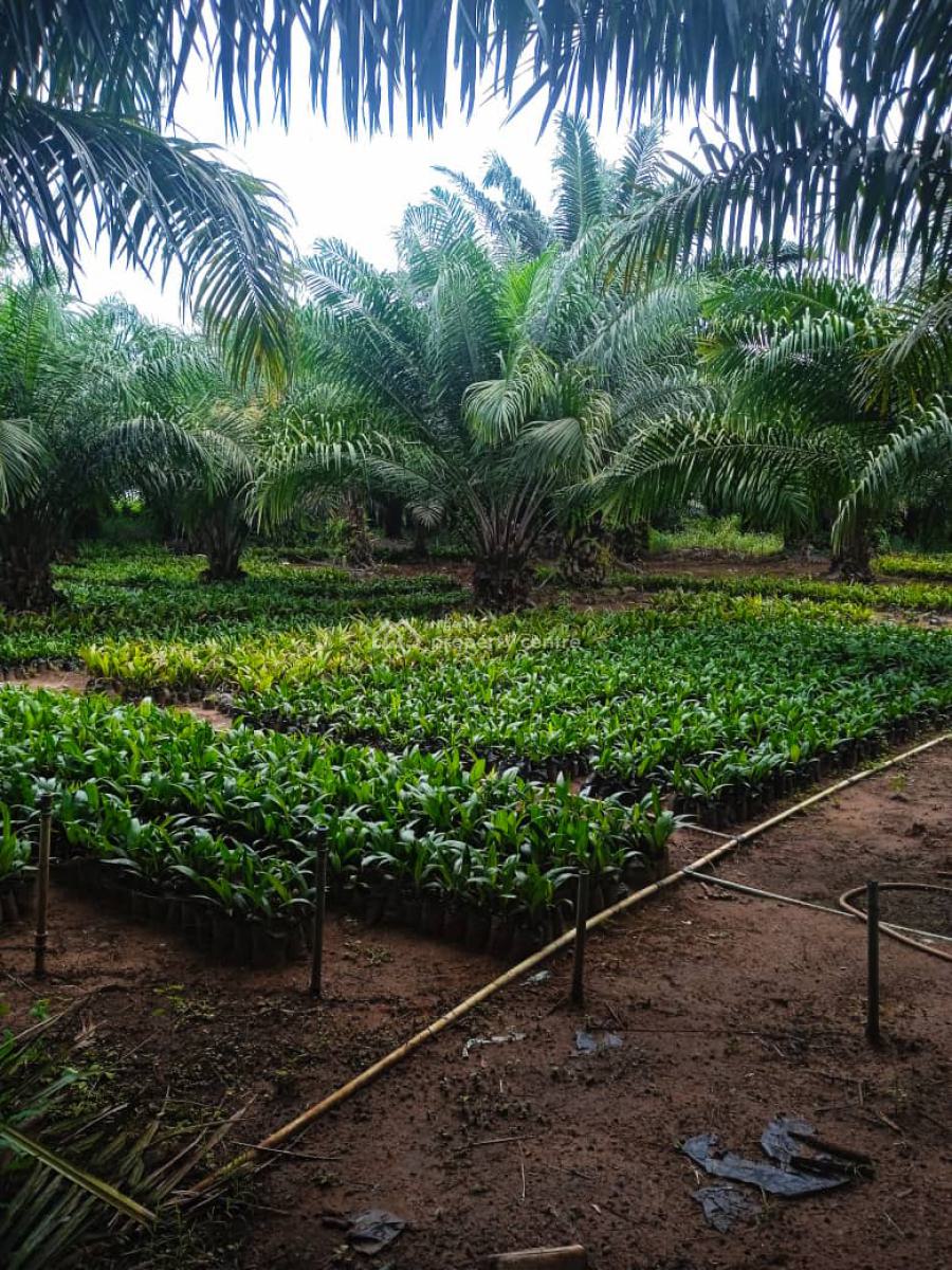 Farmland of Palm Trees Plantation on 130 Acres of Land with C of O, Farmland with Palmtrees @ Ofada Axis, Mowe Ofada, Ogun, Land for Sale