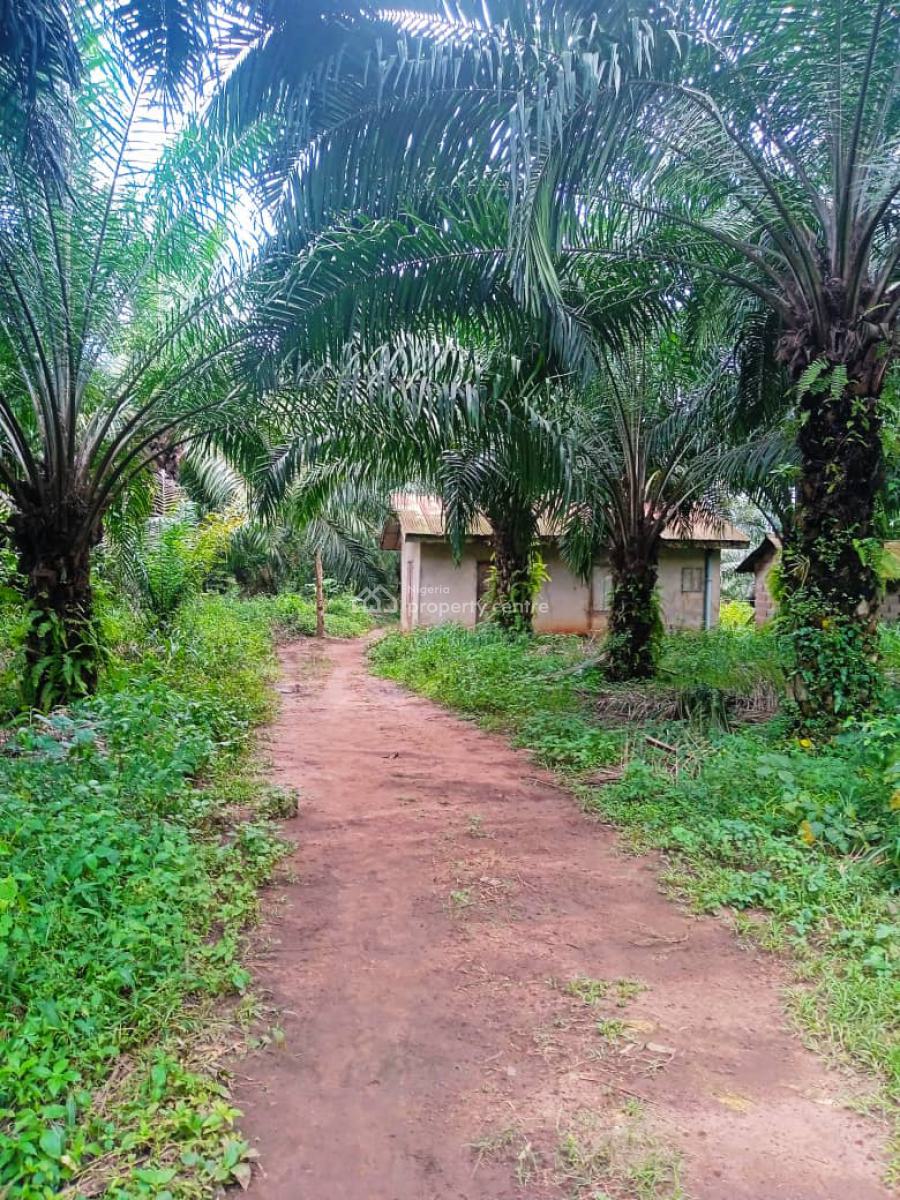 Farmland of Palm Trees Plantation on 130 Acres of Land with C of O, Farmland with Palmtrees @ Ofada Axis, Mowe Ofada, Ogun, Land for Sale