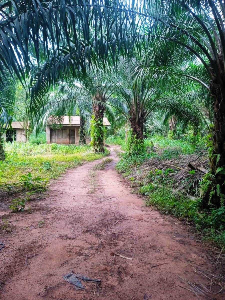 Farmland of Palm Trees Plantation on 130 Acres of Land with C of O, Farmland with Palmtrees @ Ofada Axis, Mowe Ofada, Ogun, Land for Sale