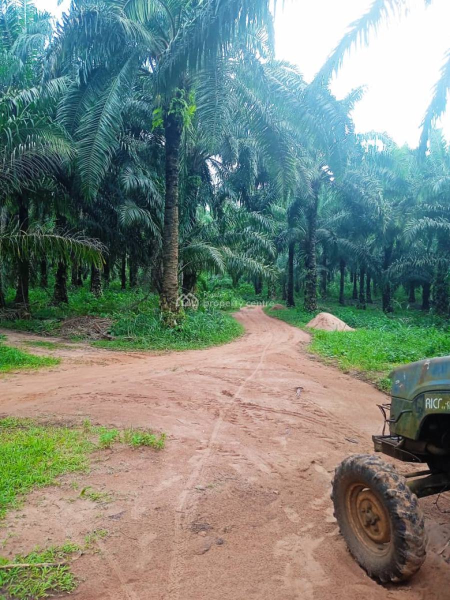 Farmland of Palm Trees Plantation on 130 Acres of Land with C of O, Farmland with Palmtrees @ Ofada Axis, Mowe Ofada, Ogun, Land for Sale
