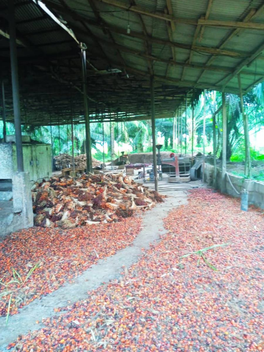 Farmland of Palm Trees Plantation on 130 Acres of Land with C of O, Farmland with Palmtrees @ Ofada Axis, Mowe Ofada, Ogun, Land for Sale