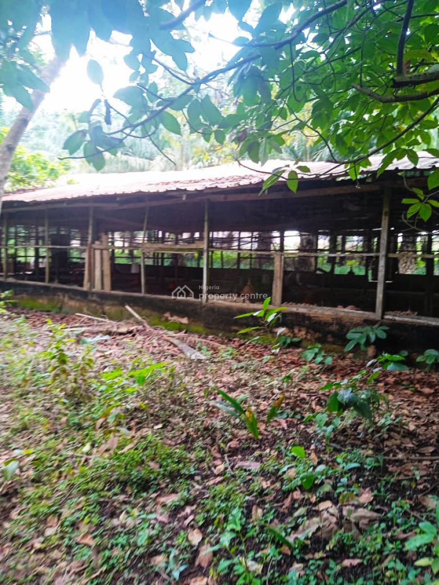Farmland of Palm Trees Plantation on 130 Acres of Land with C of O, Farmland with Palmtrees @ Ofada Axis, Mowe Ofada, Ogun, Land for Sale