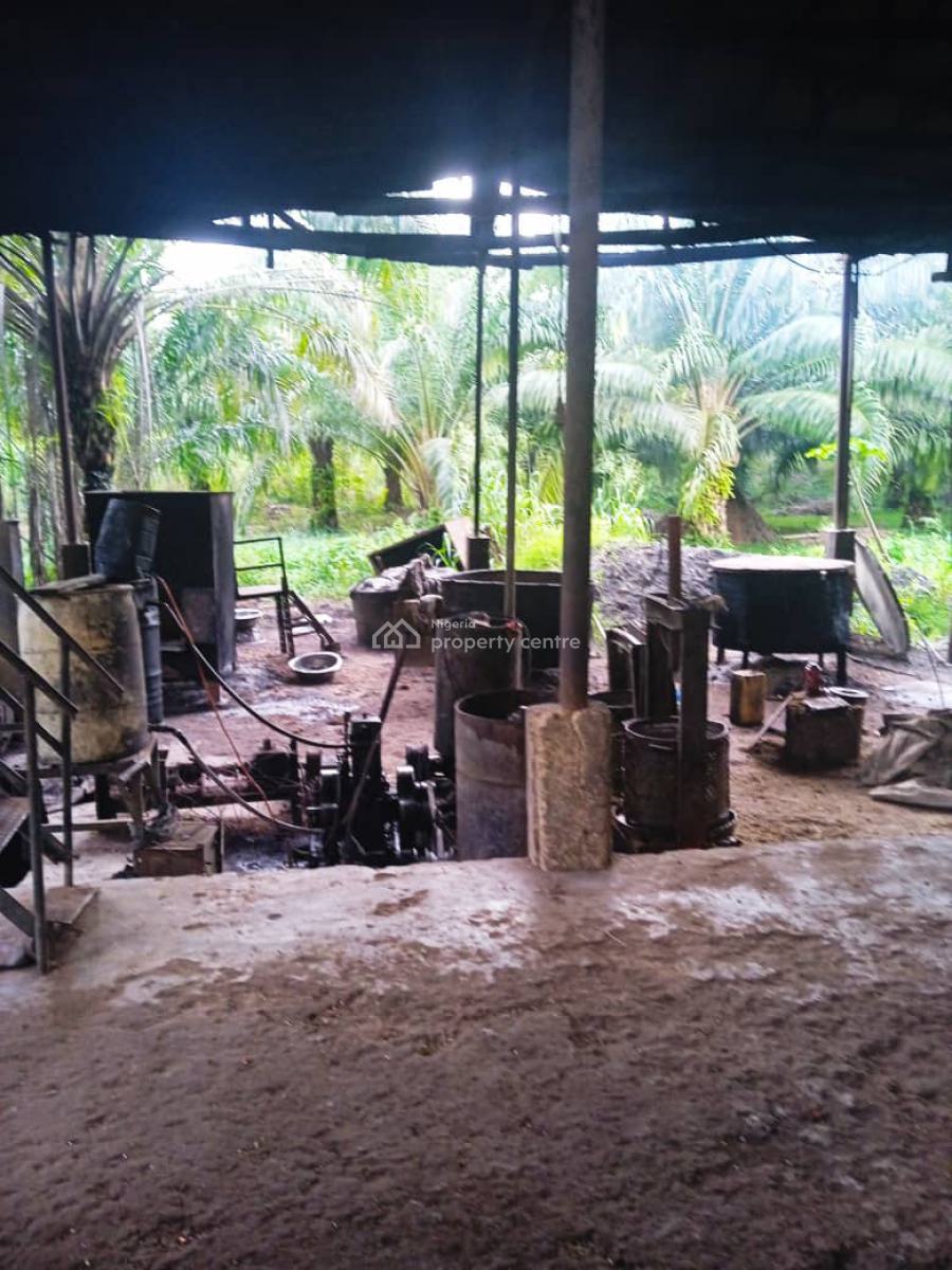Farmland of Palm Trees Plantation on 130 Acres of Land with C of O, Farmland with Palmtrees @ Ofada Axis, Mowe Ofada, Ogun, Land for Sale