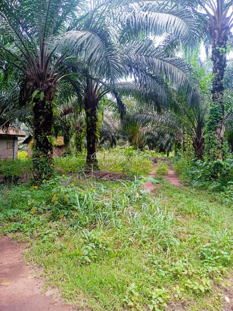 Farmland of Palm Trees Plantation on 130 Acres of Land with C of O, Farmland with Palmtrees @ Ofada Axis, Mowe Ofada, Ogun, Land for Sale