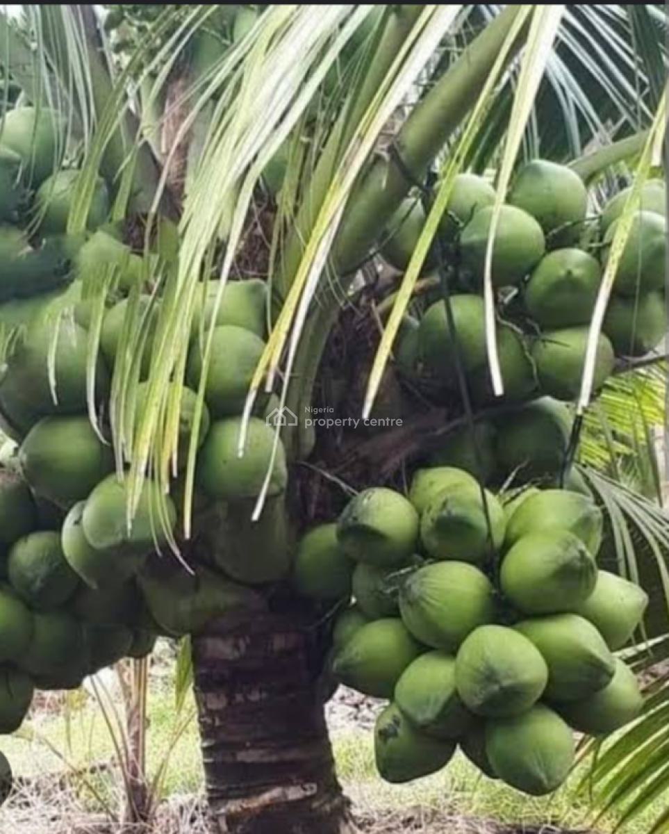Adaba Highbrid Coconut Farm Roi, Annually., Obafemi Owode, Ogun, Land for Sale
