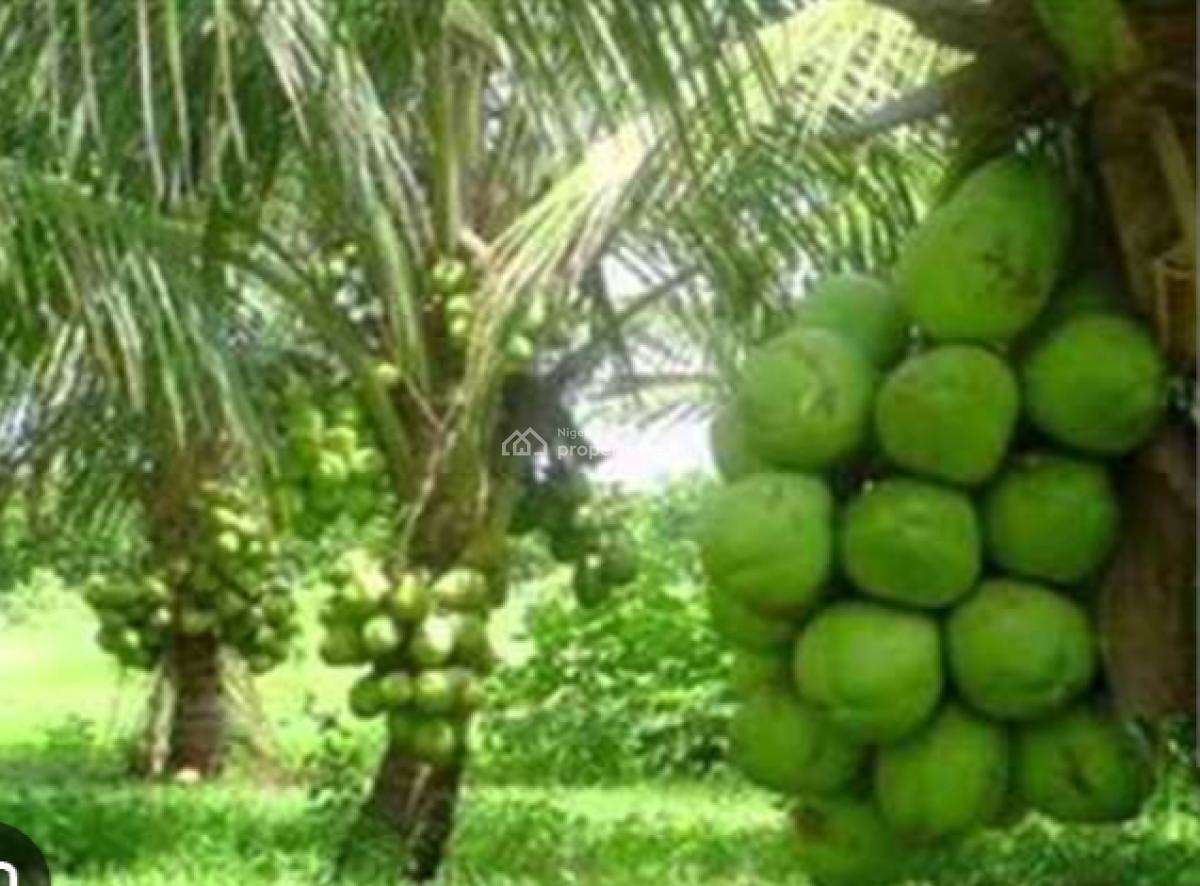 Adaba Highbrid Coconut Farm Roi, Annually., Obafemi Owode, Ogun, Land for Sale