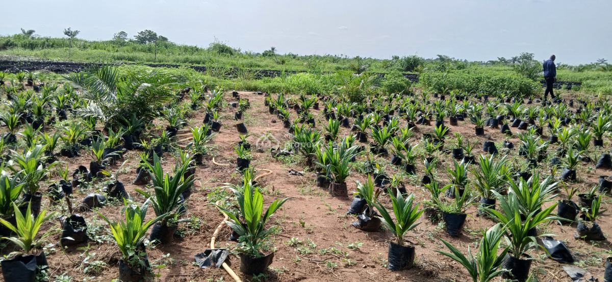 Earn Yearly By Investing in Oil Palm Business, Aso Ilobi Road, Ewekoro, Ogun, Mixed-use Land for Sale