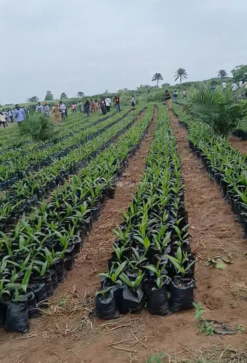 Earn Yearly By Investing in Oil Palm Business, Aso Ilobi Road, Ewekoro, Ogun, Mixed-use Land for Sale