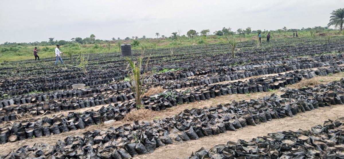 Earn Yearly By Investing in Oil Palm Business, Aso Ilobi Road, Ewekoro, Ogun, Mixed-use Land for Sale