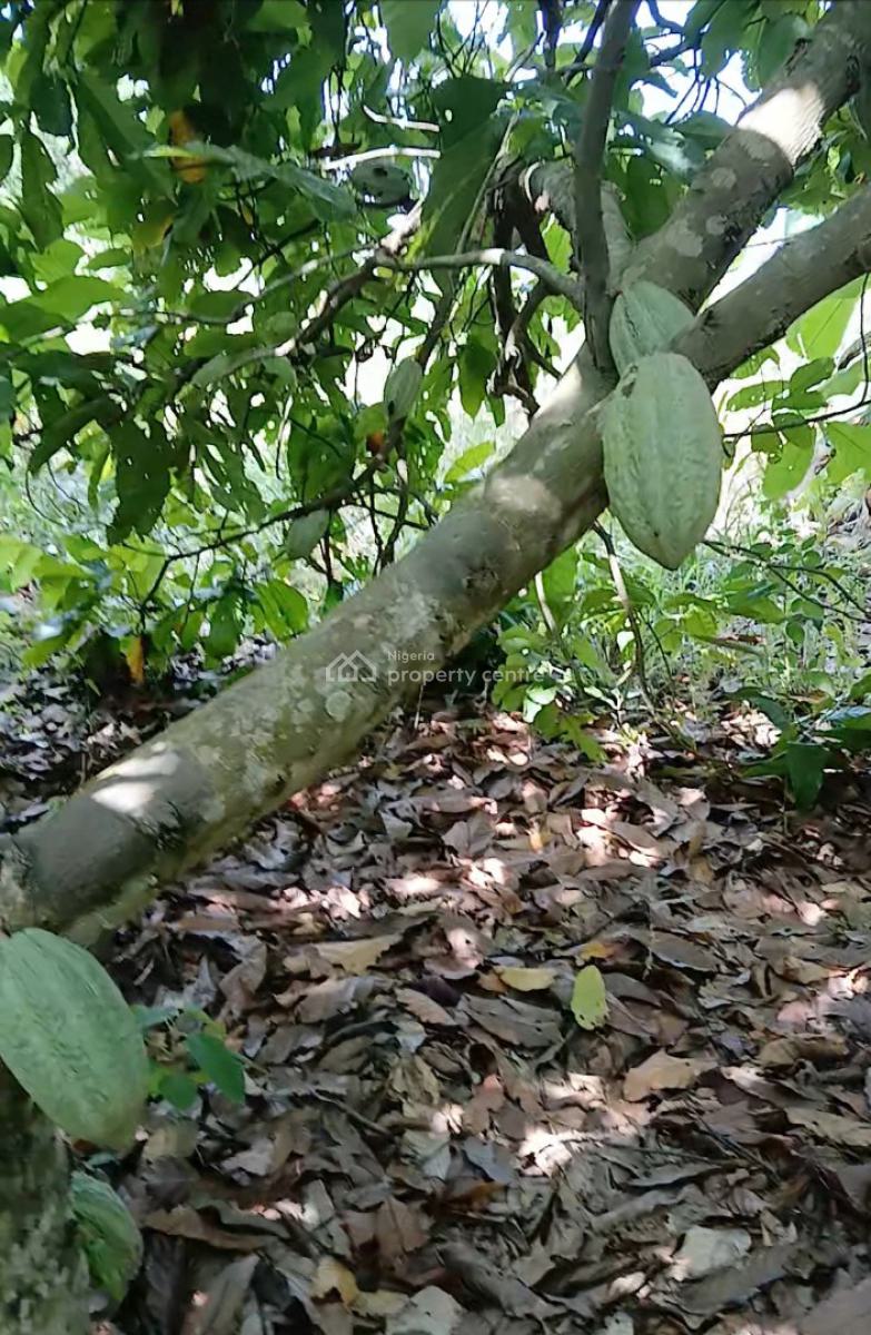 Invest in Cocoa Plantation for Generational Wealth Creation, Aiyetoro, Yewa North, Ogun, Mixed-use Land for Sale