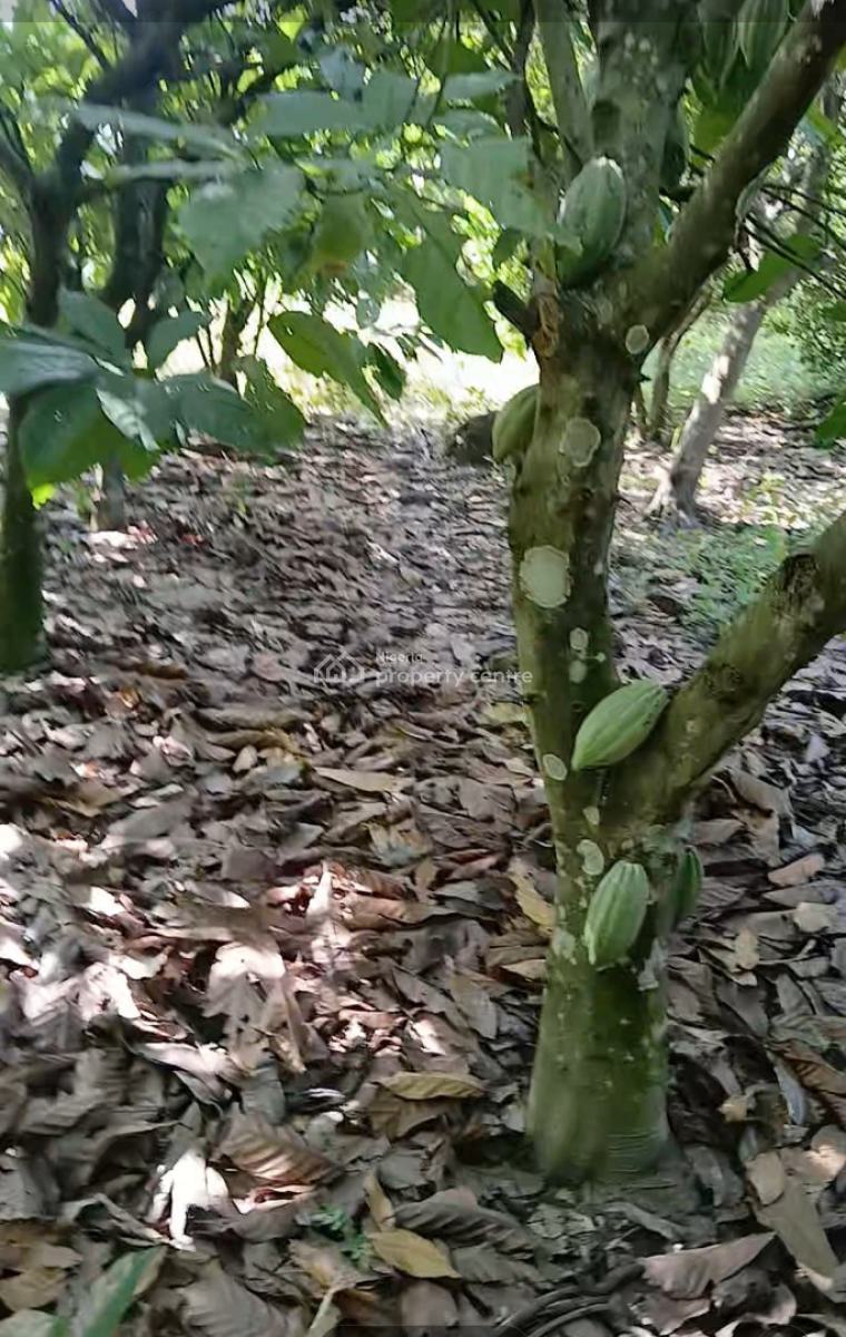 Invest in Cocoa Plantation for Generational Wealth Creation, Aiyetoro, Yewa North, Ogun, Mixed-use Land for Sale