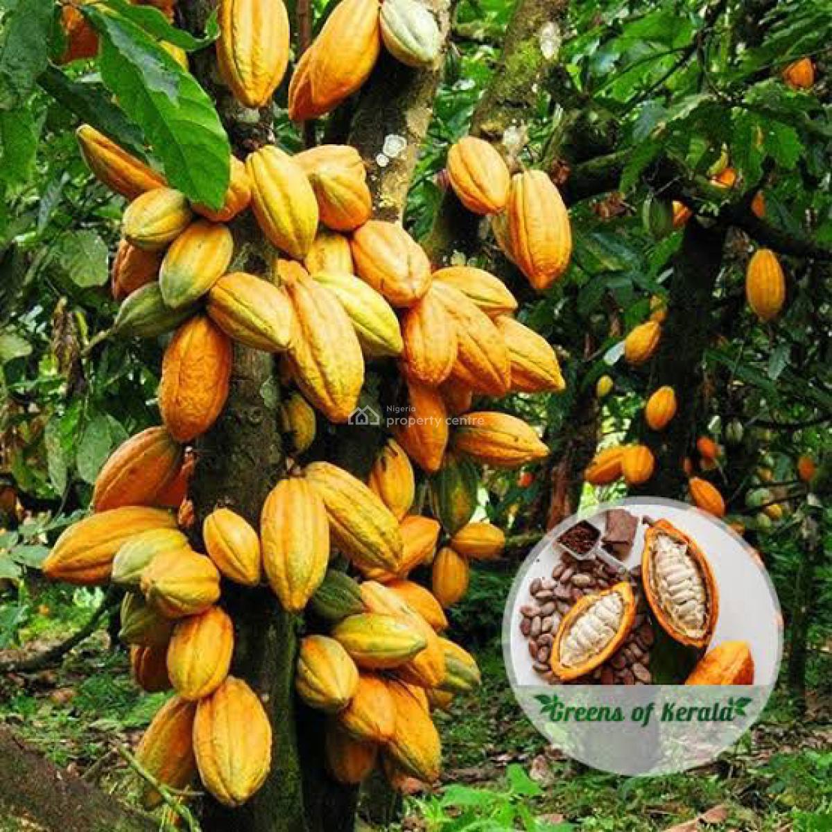 Invest in Cocoa Plantation for Generational Wealth Creation, Aiyetoro, Yewa North, Ogun, Mixed-use Land for Sale