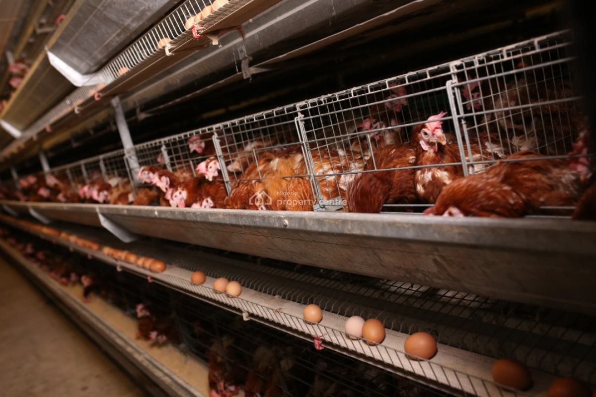 Poultry  in Ijebu Ode, Ogun State with Land Size 20 Hectares, Ijebu East, Ogun, Factory for Sale
