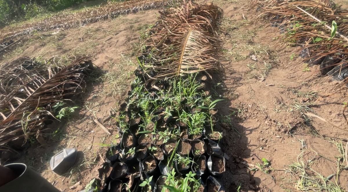 Palm Friut Land, Ogun State, Imeko Afon, Ogun, Land for Sale