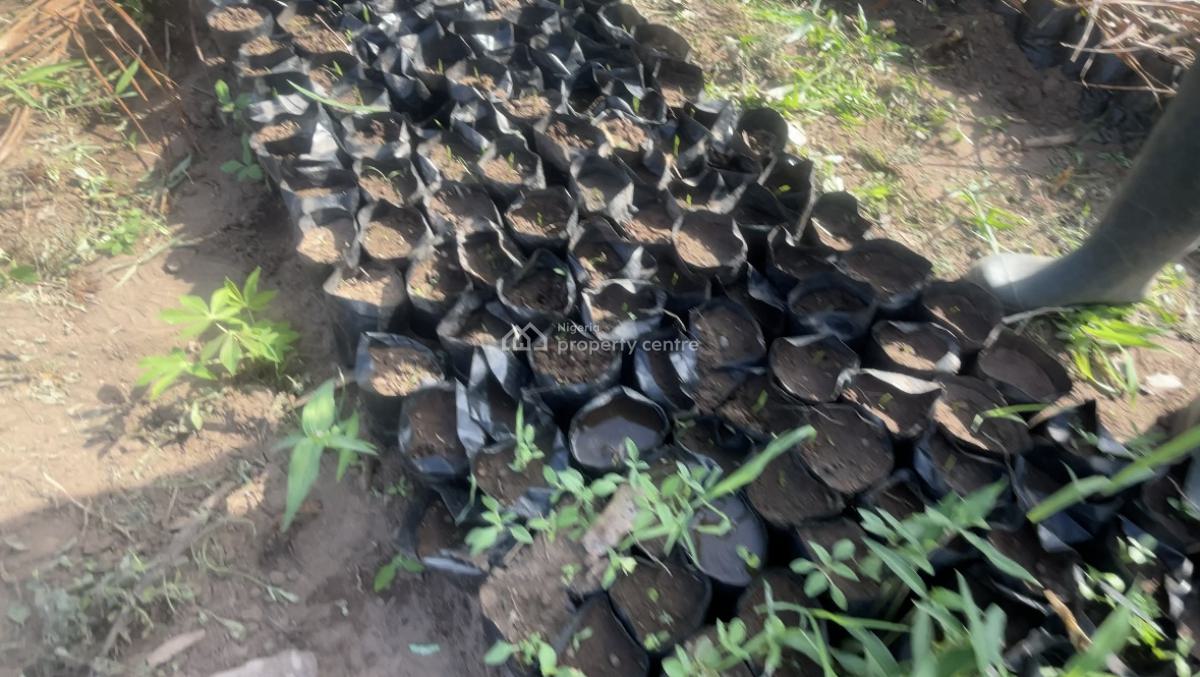 Palm Friut Land, Ogun State, Imeko Afon, Ogun, Land for Sale