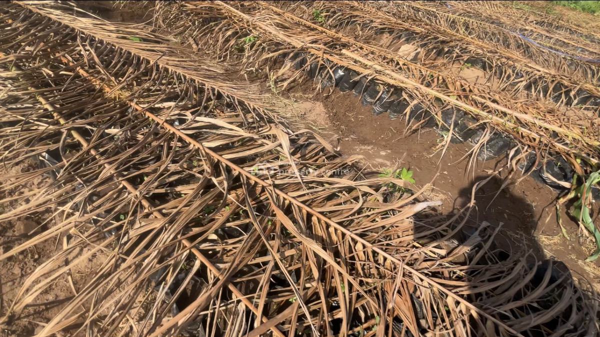 Palm Friut Land, Ogun State, Imeko Afon, Ogun, Land for Sale