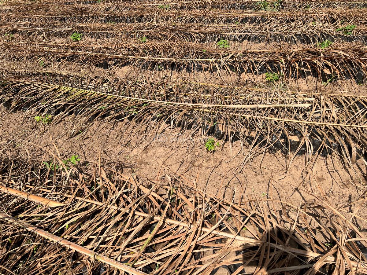 Most Affordable Farmland with No Hidden Extra Fees, Own an Acre of Land Suitable for Oil Palm , Start with a Deposit, Imeko Afon, Ogun, Mixed-use Land for Sale