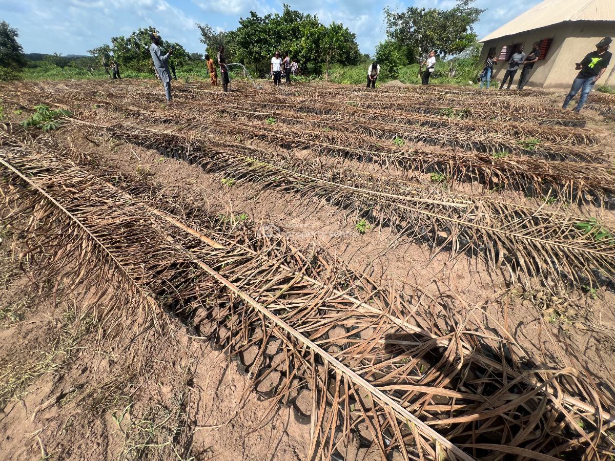 Affordable Hectare of Farmland Suitable for Oil Palm with No Extra Fee, Earn Massively From Oil Palm , Be a Part with an Initial Deposit, Imeko Afon, Ogun, Mixed-use Land for Sale