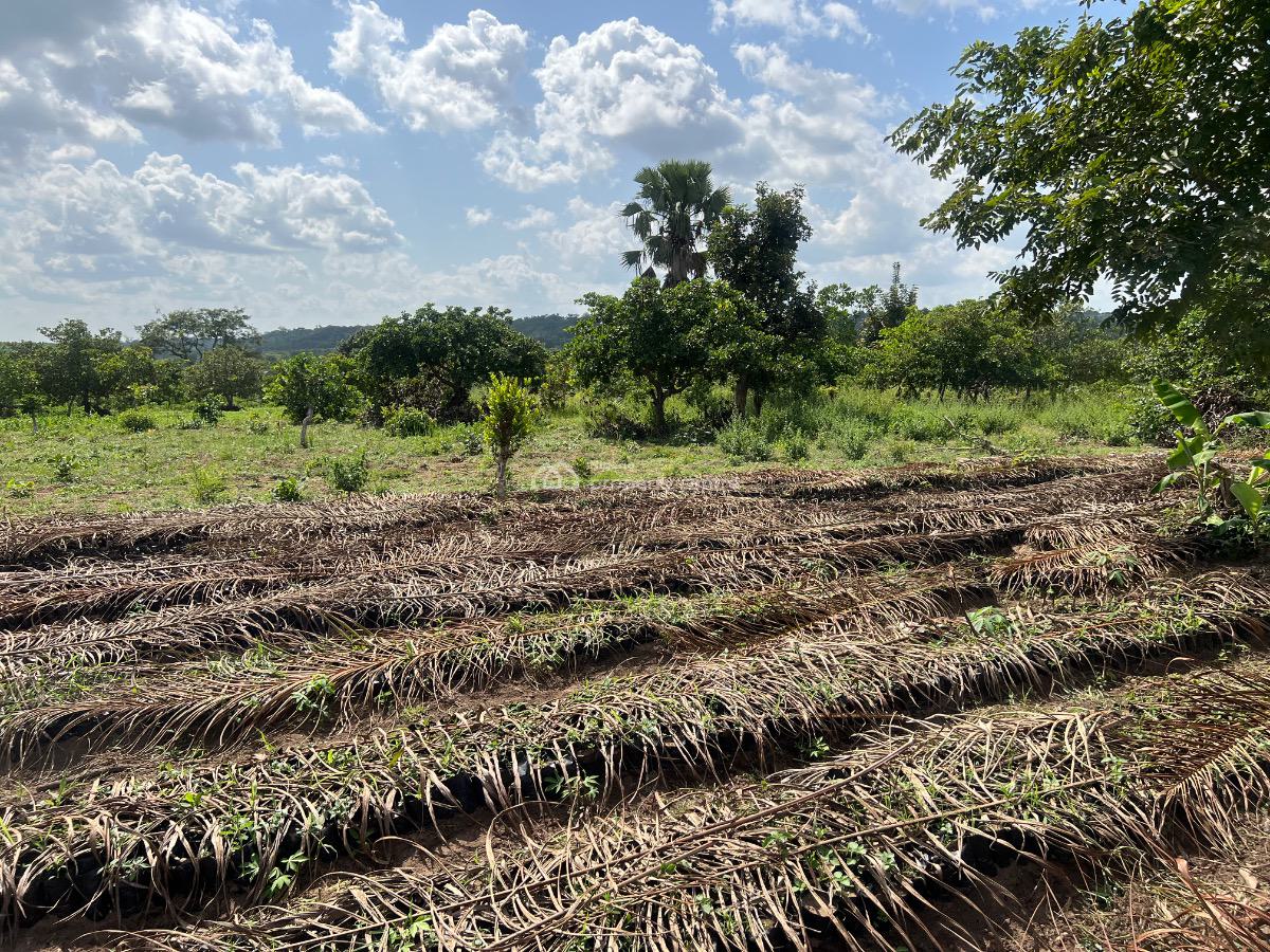 Affordable Hectare of Farmland Suitable for Oil Palm with No Extra Fee, Earn Massively From Oil Palm , Be a Part with an Initial Deposit, Imeko Afon, Ogun, Mixed-use Land for Sale