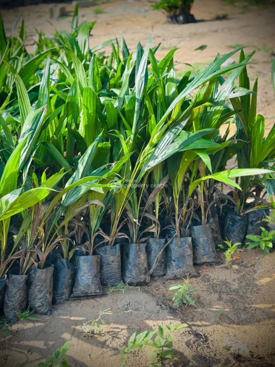 Own Hectares of Fertile Farmland ,earn From  Cocoa , Oil Palm, Cassava, Earn Steady Income Without Getting Your Hands Dirty, Abeokuta North, Ogun, Mixed-use Land for Sale