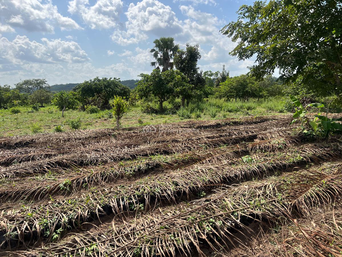 Most Affordable Farmland with No Hidden Extra Fees, Imeko Afon, Ogun, Mixed-use Land for Sale