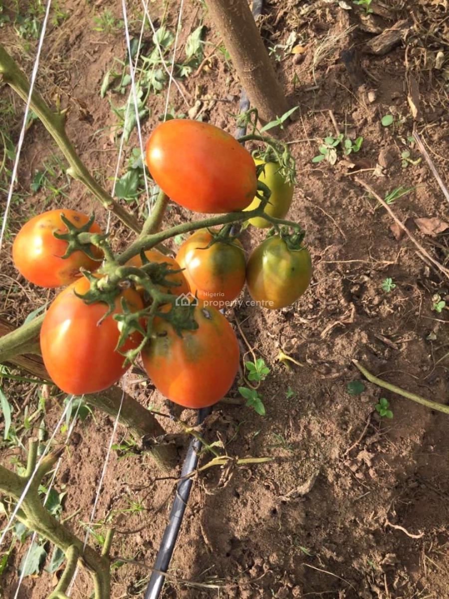 Earn Over 20m From 2 Acres of Tomatoes Farming, Alabata Off, Funab, Abeokuta North, Ogun, Land for Sale