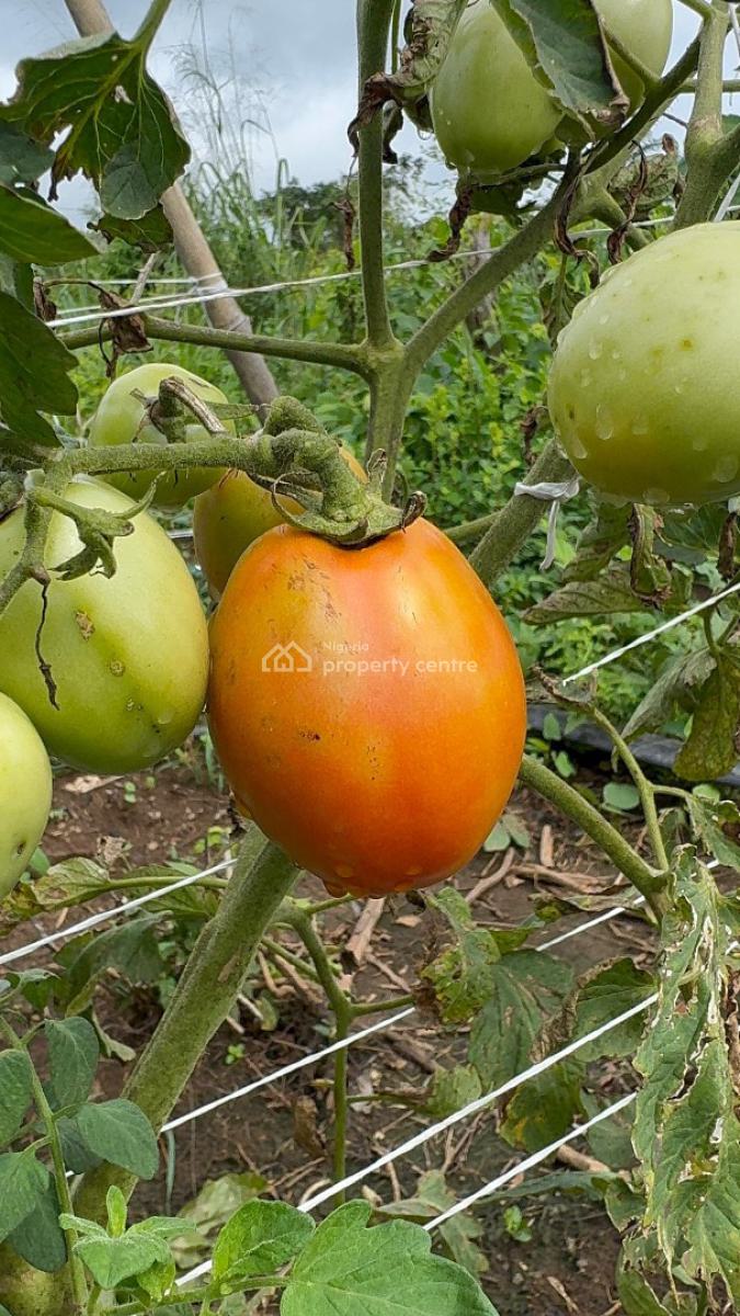 Earn Over 20m From 2 Acres of Tomatoes Farming, Alabata Off, Funab, Abeokuta North, Ogun, Land for Sale