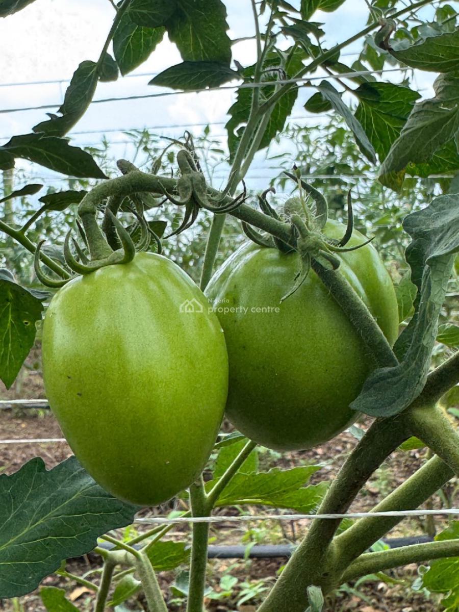 Earn Over 20m From 2 Acres of Tomatoes Farming, Alabata Off, Funab, Abeokuta North, Ogun, Land for Sale