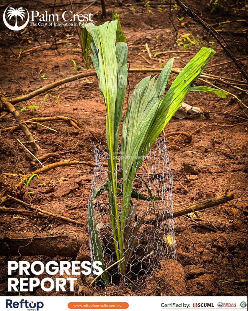 Palm  Plantation, Imeko Afon, Abeokuta South, Ogun, Mixed-use Land for Sale