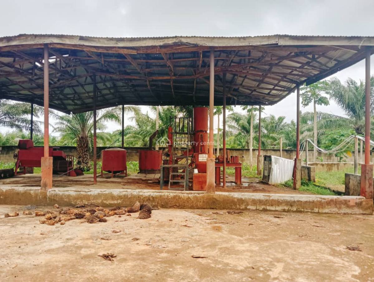 30 Hectares Palm Oil Plantation Is Available, Karu, Nasarawa, Commercial Land for Sale