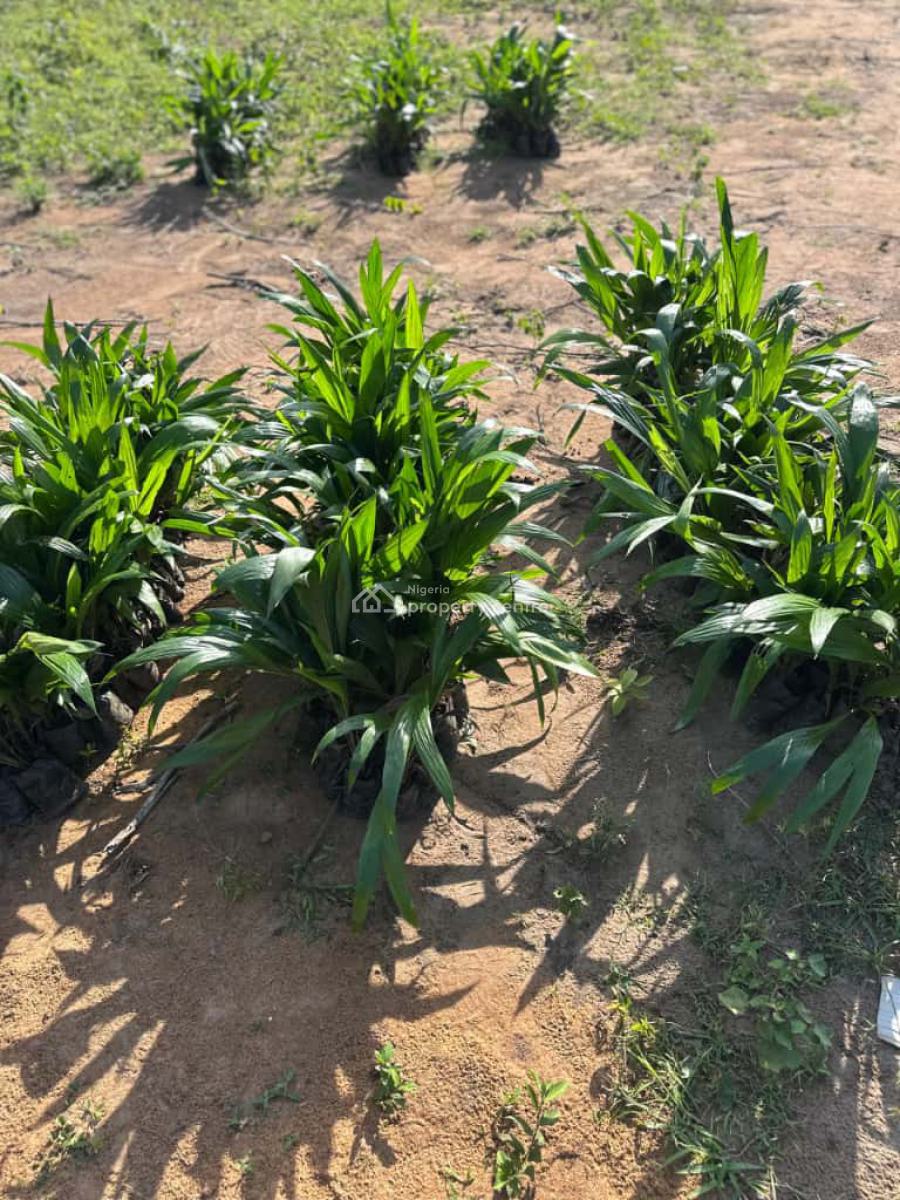 Most Profitable Farm Business, Alabata Buy Land and We Farm for You, Abeokuta North, Ogun, Commercial Land for Sale