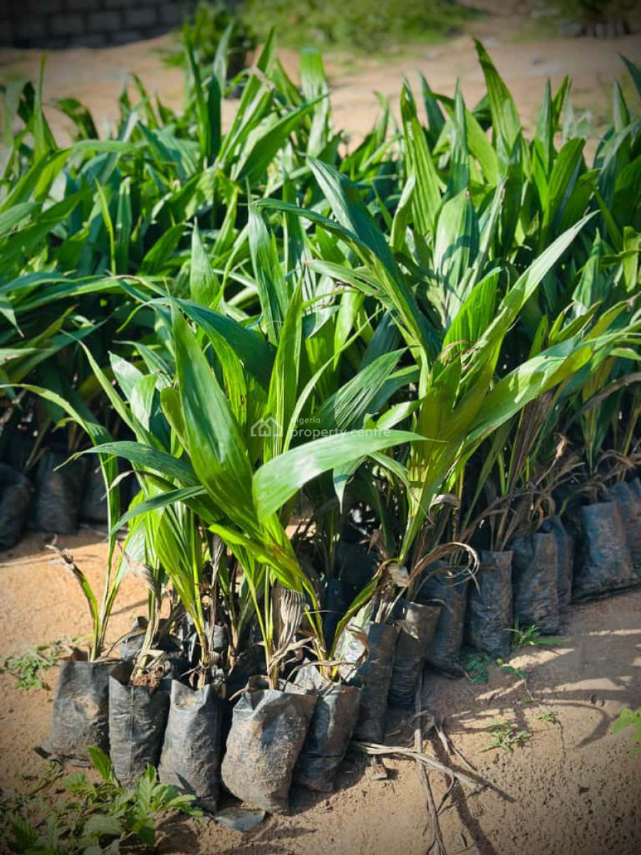 Most Profitable Farm Business, Alabata Buy Land and We Farm for You, Abeokuta North, Ogun, Commercial Land for Sale