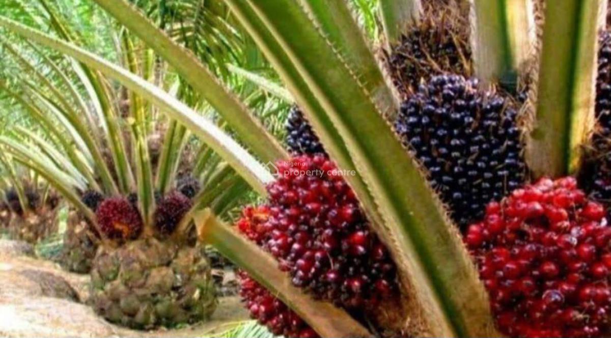 Affordable Oilpalm Farm with Free  Oilpalm Trees, Oil Palm Refinery and Estate Abijo, Obafemi Owode, Ogun, Commercial Land for Sale