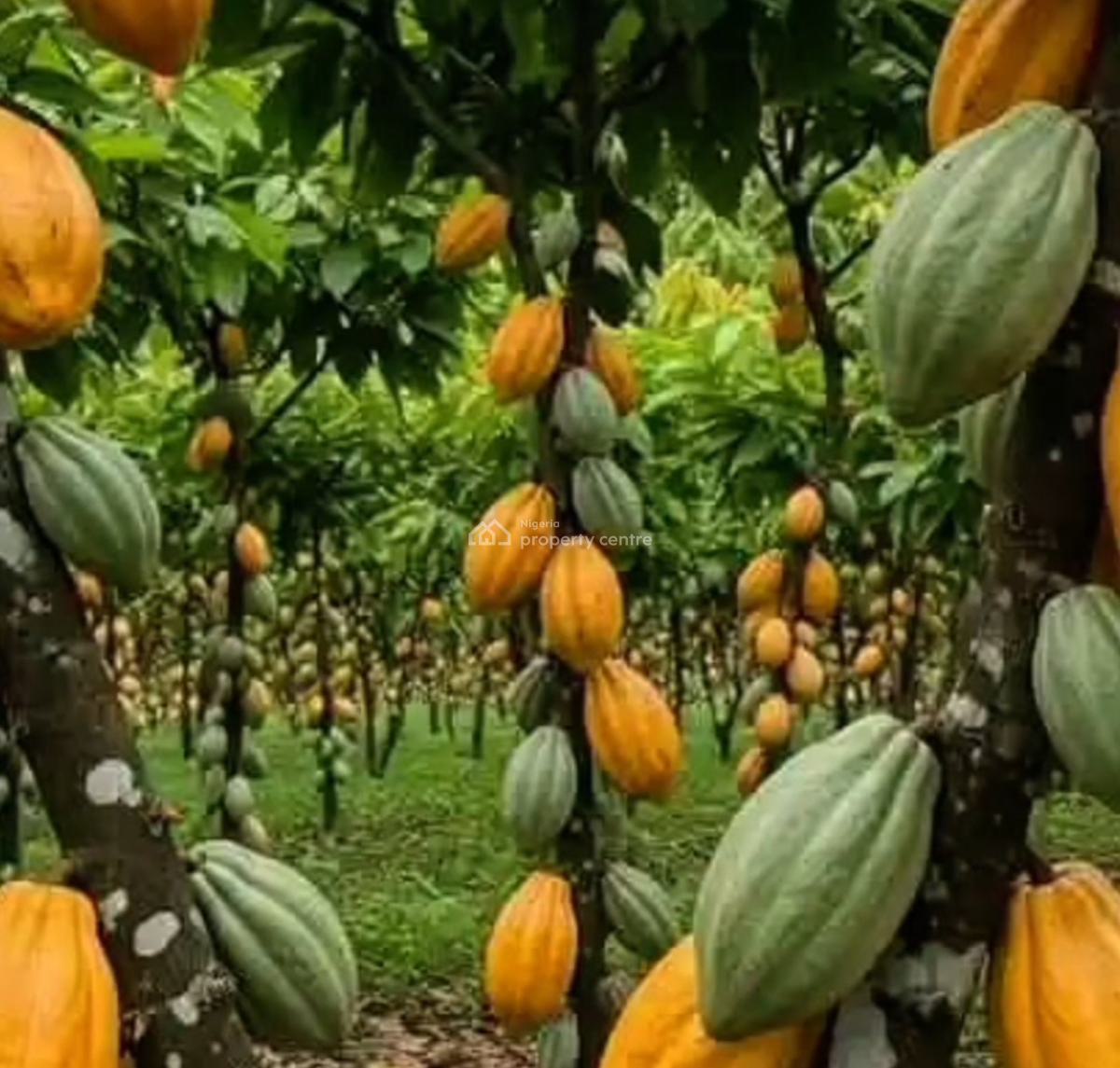 Fruitful Cocoa Farm Land with Free Cocoa Trees, Cocoa Farm Village, Obafemi Owode, Ogun, Commercial Land for Sale